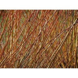 Ecorces de saule osier (kg)