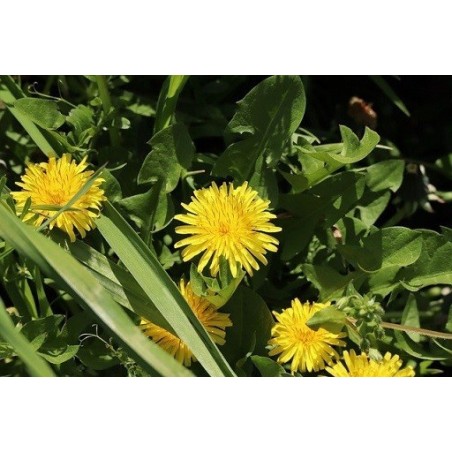 Feuilles séchées de pissenlit