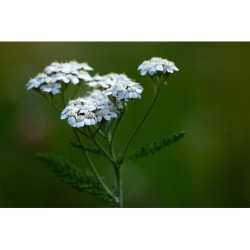 Fleurs d'Achillée Millefeuille séchées