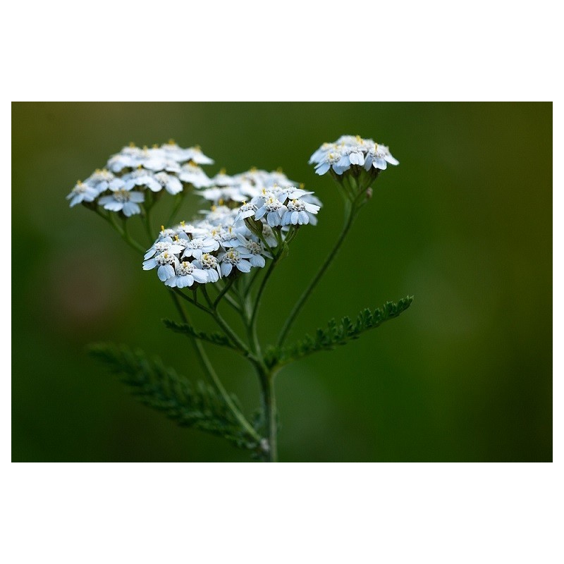 Fleurs d'Achillée Millefeuille séchées