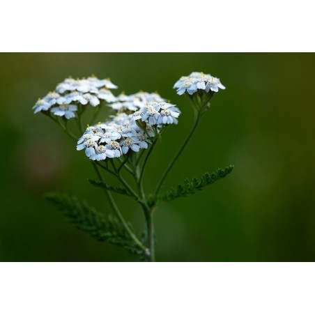 Fleurs d'Achillée Millefeuille séchées