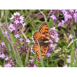 Fleurs séchées de serpolet thym
