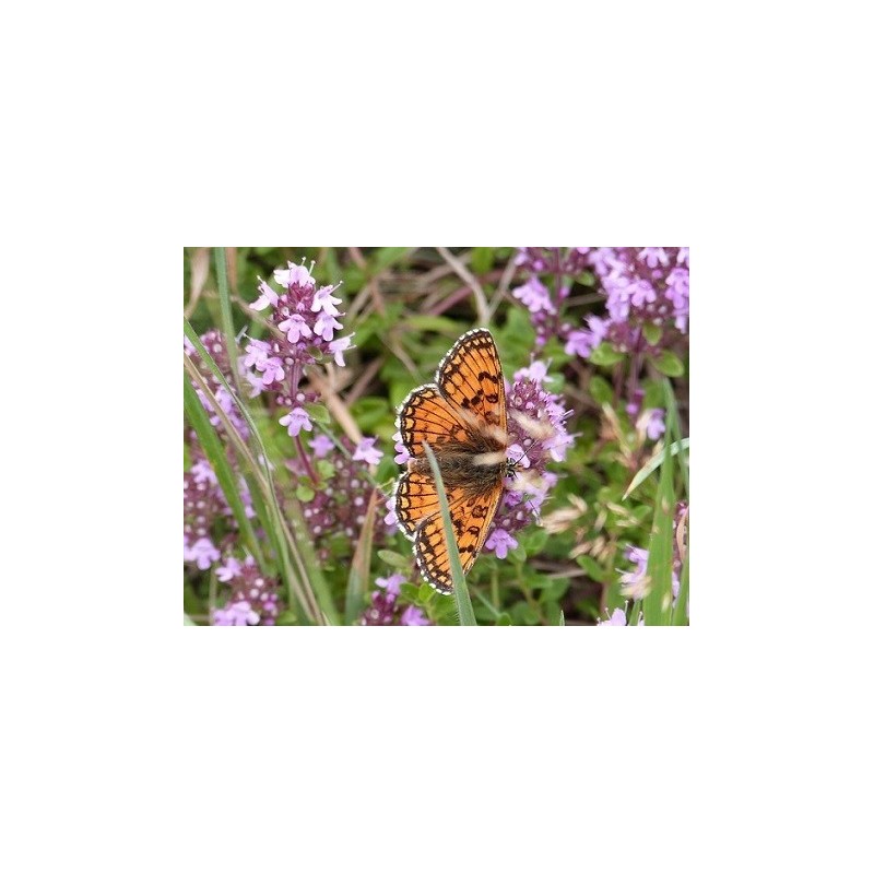 Fleurs séchées de serpolet thym