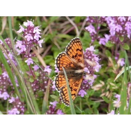 Fleurs séchées de serpolet thym