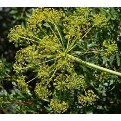 Graines de fenouil doux (kg)