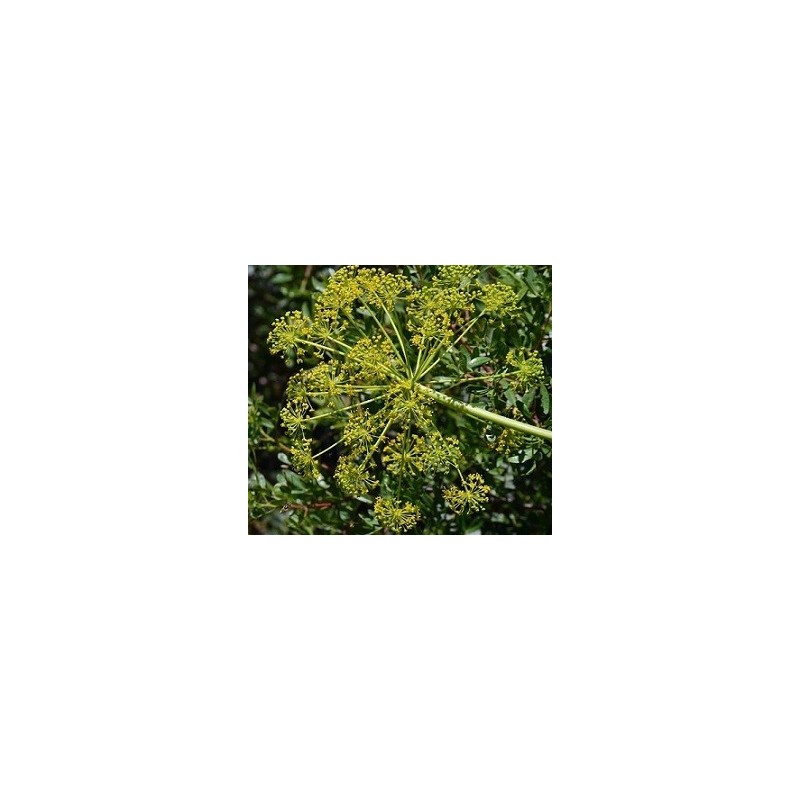 Graines de fenouil doux (kg)