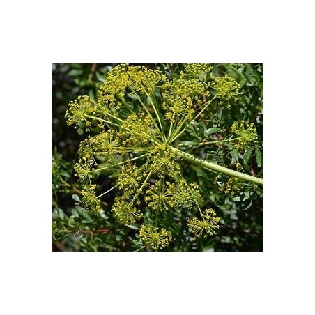 Graines de fenouil doux (kg)