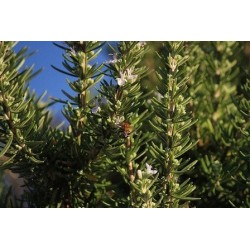 Brisures de romarin (kg)