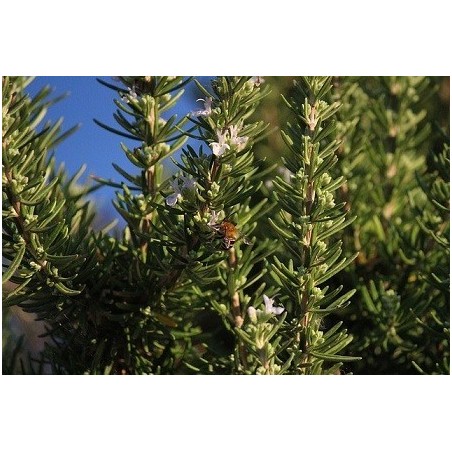 Brisures de romarin (kg)