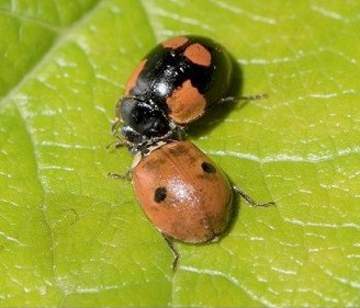 Solutions pour le maraichage et l'horticulture